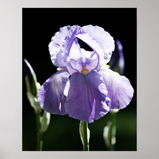 Purple Iris 8393 Print (Front)