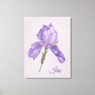 Purple Iris, Botanical Style, Coloured Pencil Art Canvas Print