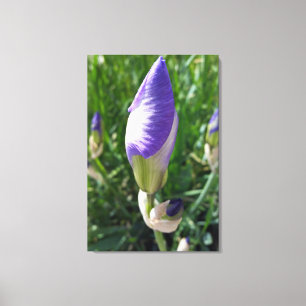 purple iris bud canvas print