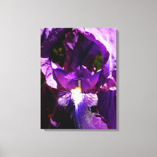 Purple Iris Canvas Print