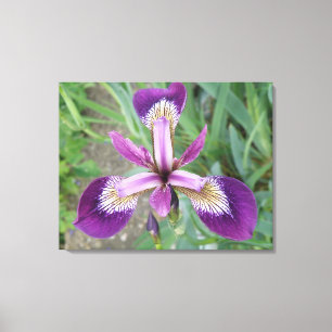 Purple Iris Canvas Print