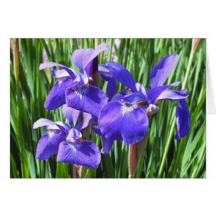Purple Iris Card  *Customize*