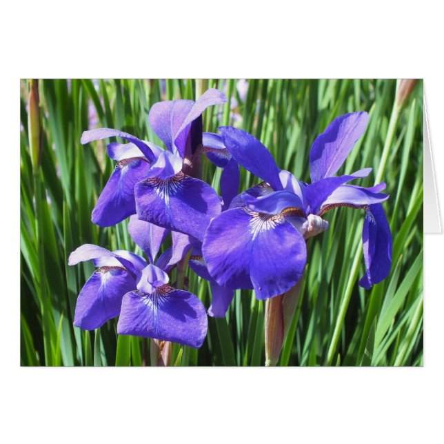 Purple Iris Card  *Customize* (Front Horizontal)