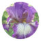 Purple Iris