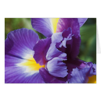 purple iris close up