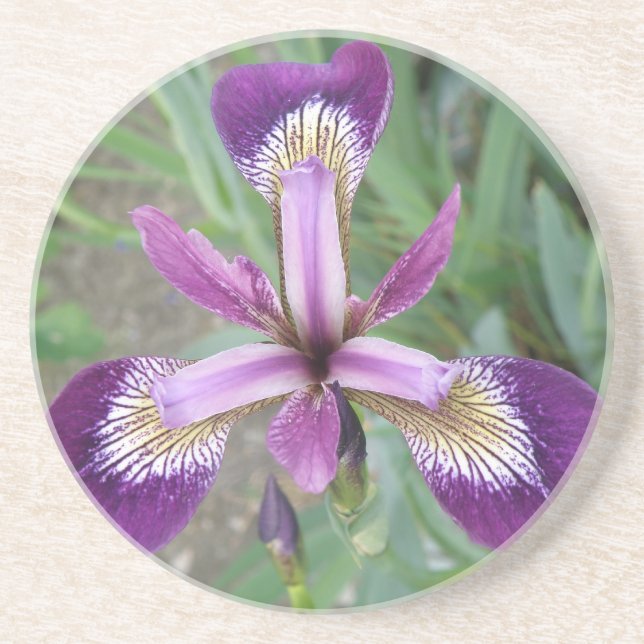 Purple Iris Coasters (Front)