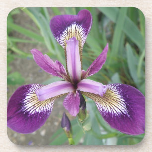 Purple iris Cork Coaster