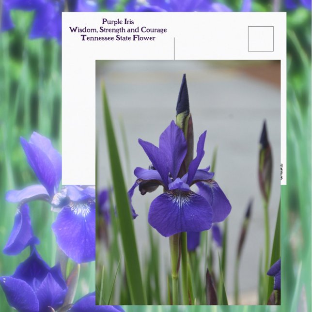 Purple Iris Floral Botanical Photographic Postcard (Creator Uploaded)