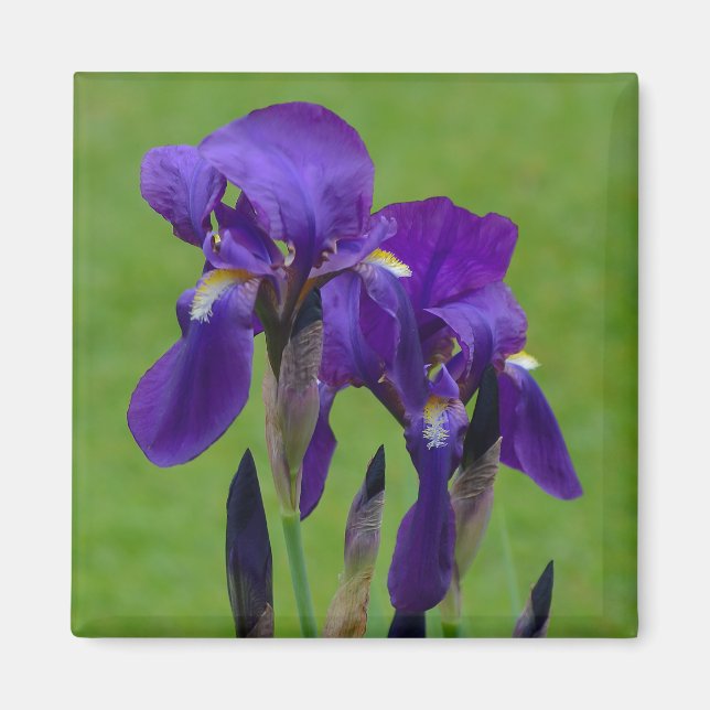 Purple Iris Flowe Magnet (Front)