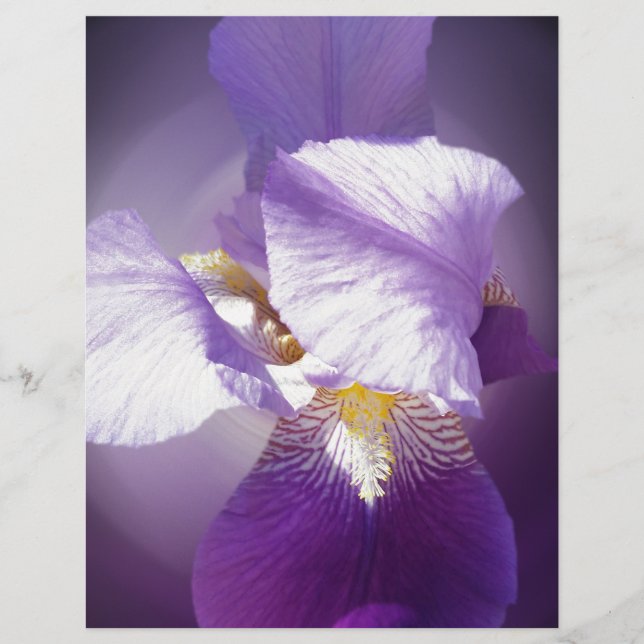 purple iris flower (Front)