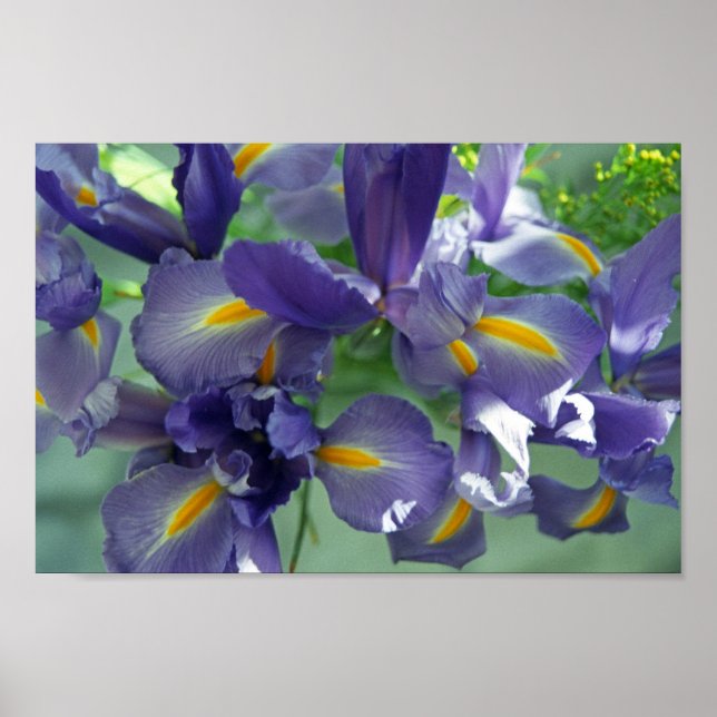 Purple Iris Flower Art Print Poster (Front)