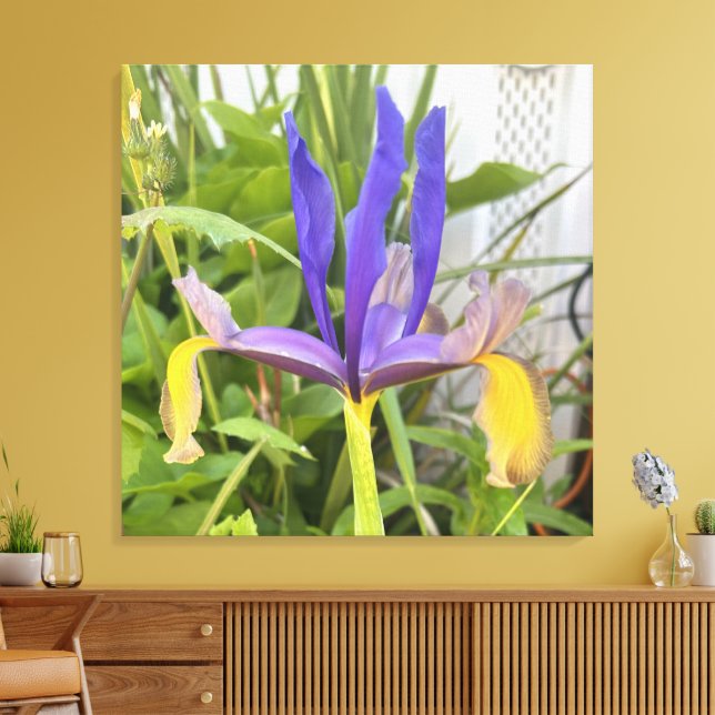 Purple Iris Flower Outdoor Garden Nature Photo Canvas Print (Insitu(LivingRoom))