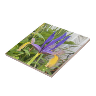 Purple Iris Flower Outdoor Garden Nature Photo Tile
