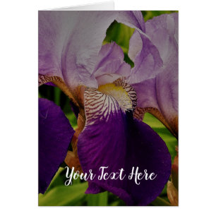 Purple Iris Flower Photo Postcard