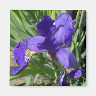 Purple Iris Flower Photograph Magnet