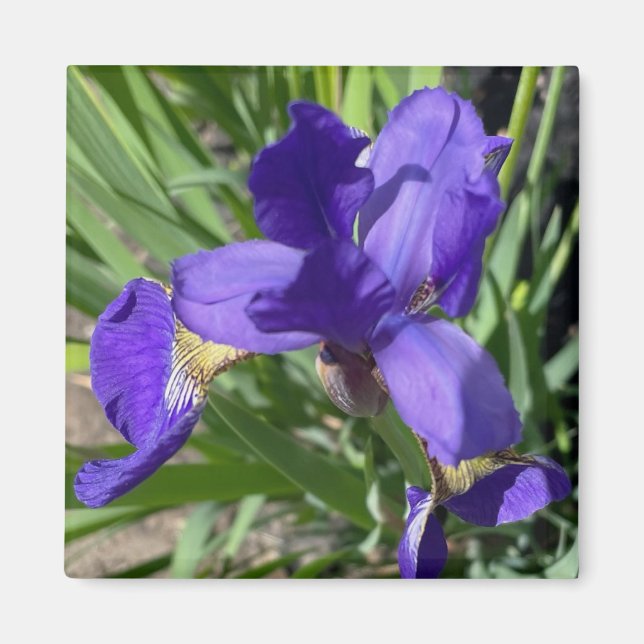 Purple Iris Flower Photograph  Magnet (Front)