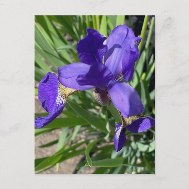 Purple Iris Flower Photograph  Postcard (Front)