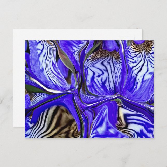 Purple Iris Flower  Postcard (Front/Back)