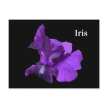 Purple Iris Flower