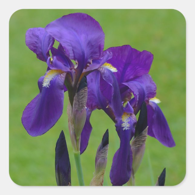 Purple Iris Flower Stickers (Front)