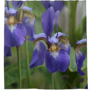 Purple iris flowers
