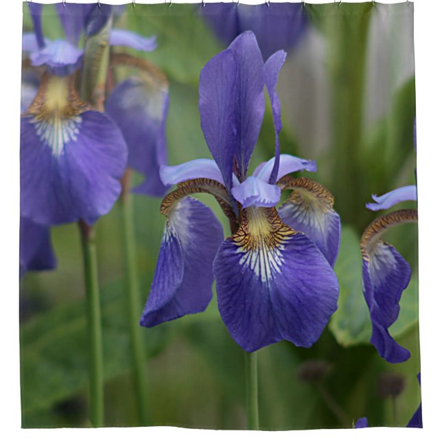 Purple iris flowers (Front)