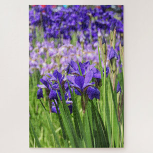 Purple Iris in Bloom, Elizabeth Park Gardens Jigsaw Puzzle