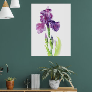 Purple Iris in Light Watercolor Poster