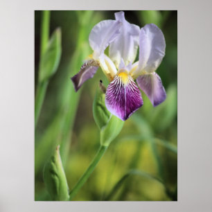 Purple Iris in the Sun Poster