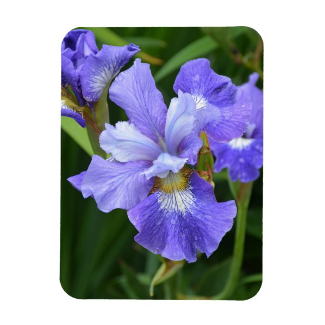Purple iris magnet (Vertical)