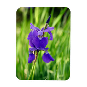 Purple Iris Magnet