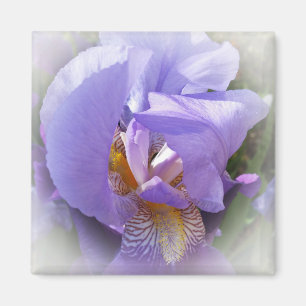 purple iris magnet