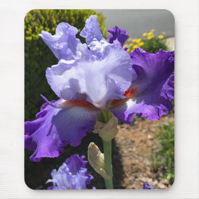 Purple Iris Mouse Pad (Front)
