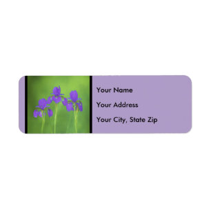 Purple Iris Painting - Original Flower Art