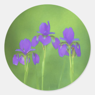 Purple Iris Painting - Original Flower Art Classic Round Sticker