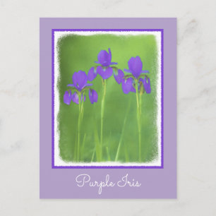 Purple Iris Painting - Original Flower Art Postcard