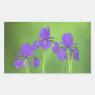 Purple Iris Painting - Original Flower Art Sticker
