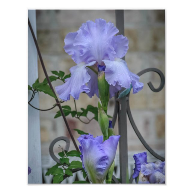 Purple Iris  Photo Print (Front)