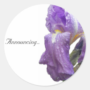 Purple Iris Photograph Announcement Classic Round Sticker
