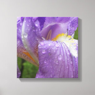 Purple Iris Photograph Canvas Print