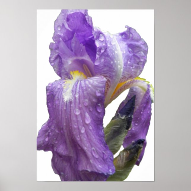 Purple Iris Photograph Poster (Front)