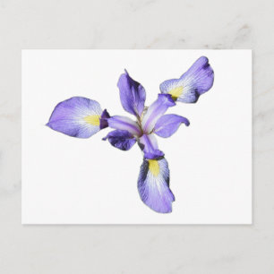 Purple Iris  Postcard