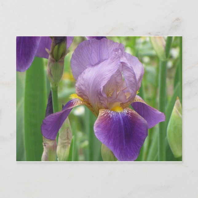 Purple Iris Postcard (Front)