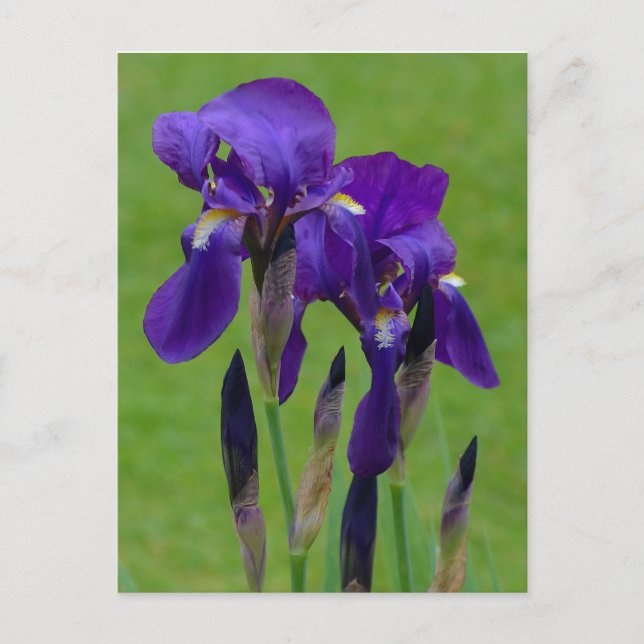 Purple Iris Postcard (Front)