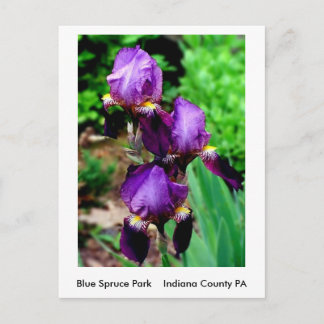 Purple Iris Postcard