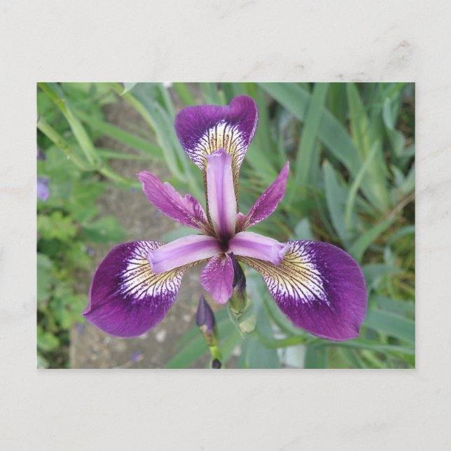 Purple Iris Postcard (Front)
