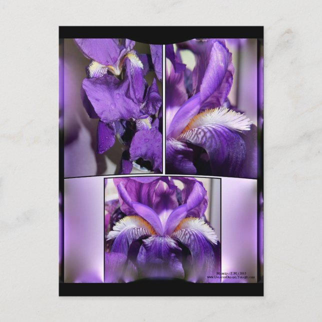 Purple Iris Postcard (Front)
