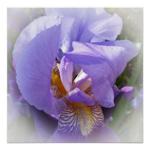 purple iris poster