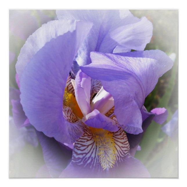 purple iris poster (Front)