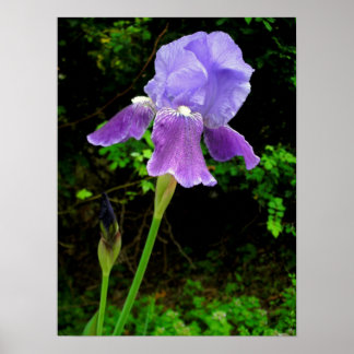 Purple Iris Poster